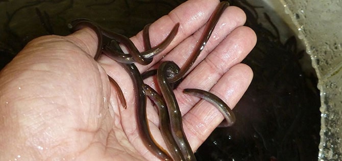 Eels